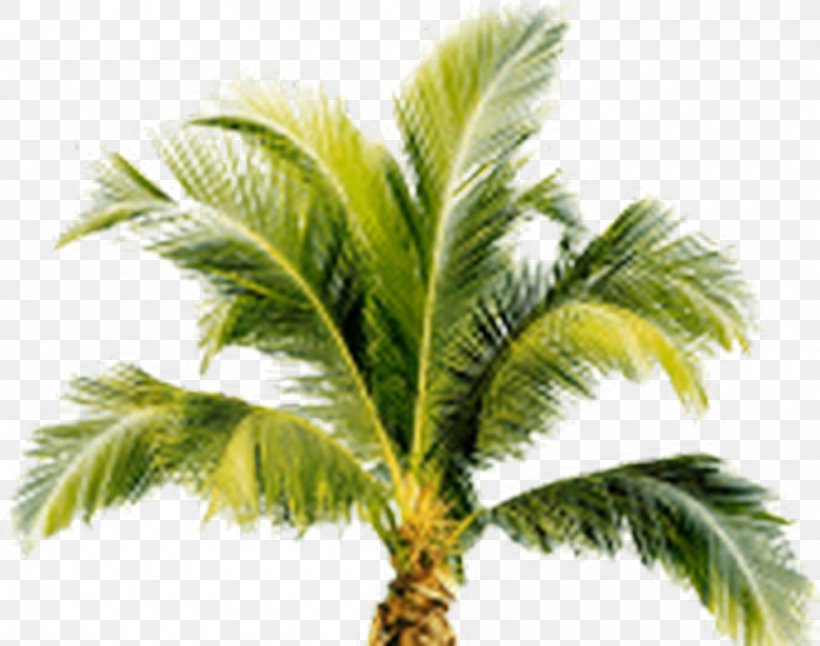 Arecaceae Tree Clip Art, PNG, 1000x788px, Arecaceae, Arecales, Attalea Speciosa, Borassus Flabellifer, Coconut Download Free