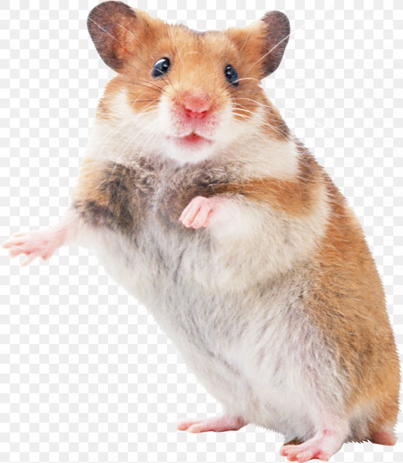 Hamster Mouse Pocket Pet Rodent, PNG, 1657x1905px, Hamster, Cage, Fancy Rat, Fauna, Ferret Download Free