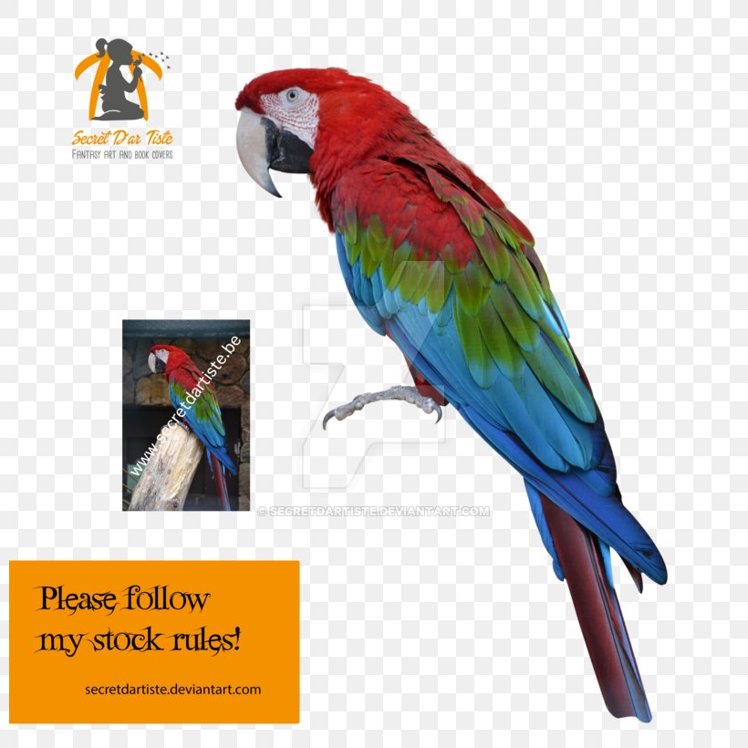 Macaw Parakeet Loriini Advertising Feather, PNG, 800x820px, Macaw, Advertising, Beak, Bird, Fauna Download Free