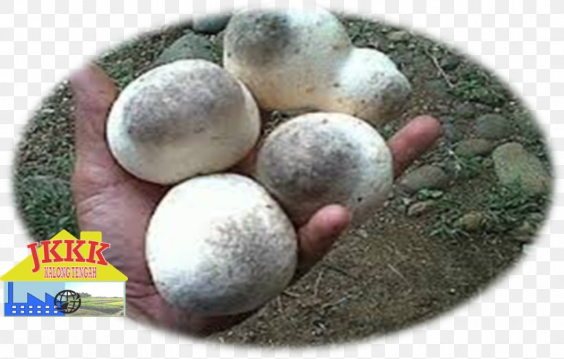 Straw Mushroom Harvest Common Mushroom Budi Daya, PNG, 886x565px, Straw Mushroom, Agaricus Campestris, Benih, Budi Daya, Common Mushroom Download Free