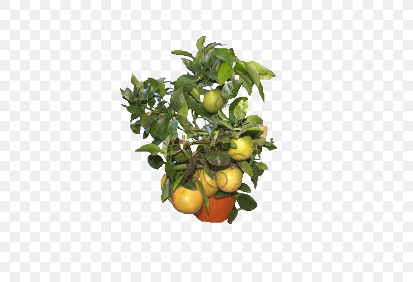 Bitter Orange Vegetarian Cuisine Food Fruit Tree Calamondin, PNG, 460x560px, Bitter Orange, Apple, Calamondin, Citrus, Flowerpot Download Free