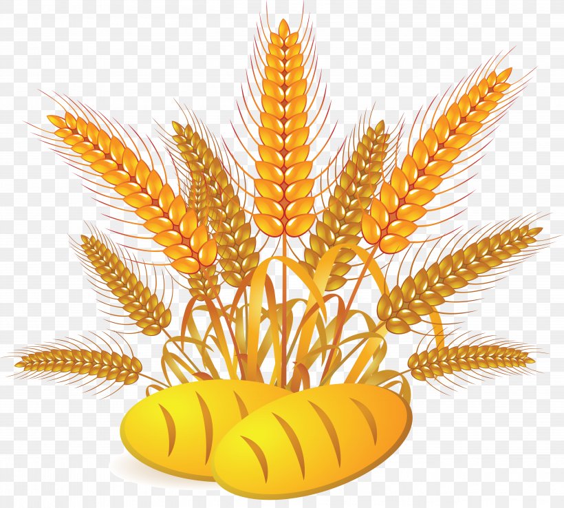 Cartoon Grass, PNG, 5039x4537px, Whole Wheat Bread, Bread, Cereal, Common Wheat, Corn Download Free