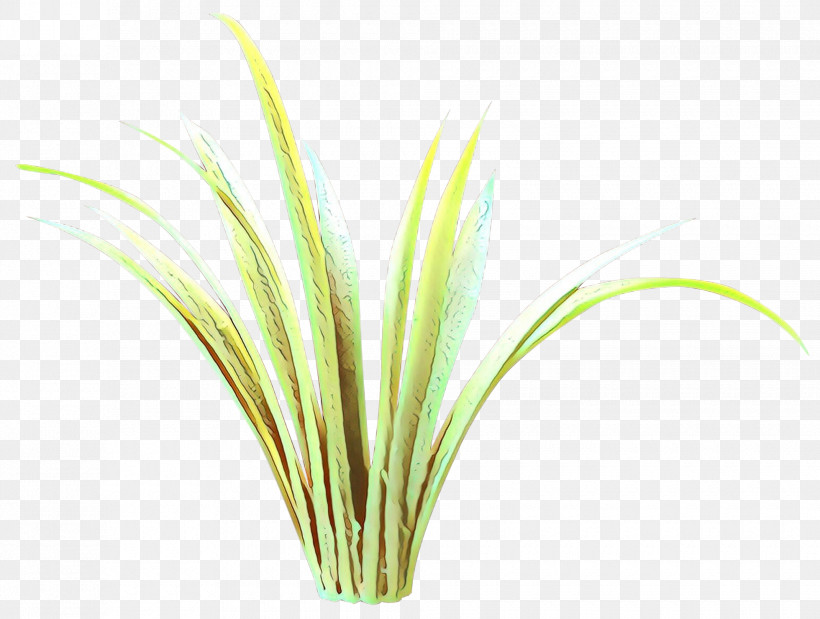 Grass Plant Grass Family Flower Lemongrass, PNG, 1960x1480px, Grass, Flower, Grass Family, Herb, Lemongrass Download Free