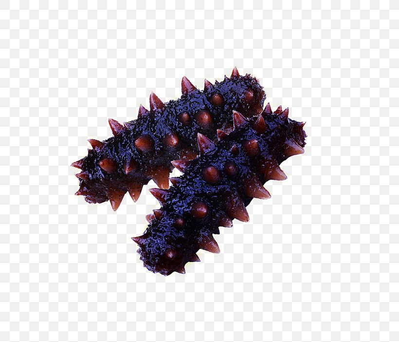 Sea Cucumber Purple Concepteur Vecteur, PNG, 750x702px, Sea Cucumber, Animal, Concepteur, Cucumber, Designer Download Free