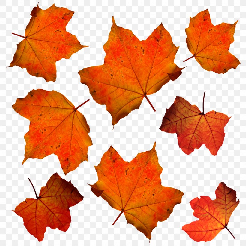 Autumn Leaf Color Orange, PNG, 1280x1280px, Autumn Leaf Color, Autumn, Color, Deciduous, Leaf Download Free