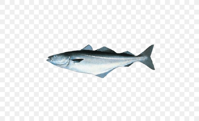 Fish Iridescent Shark Tilapia Pollock Fillet, PNG, 500x500px, Fish, Bonito, Bony Fish, Canning, Cod Download Free