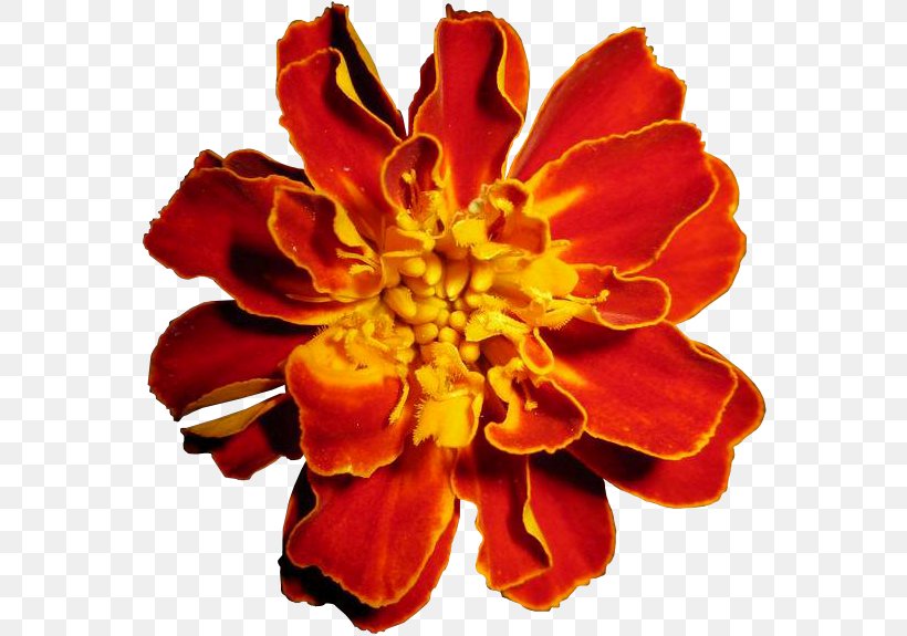 Marigold Cut Flowers Tea Petal, PNG, 570x575px, Marigold, Author, Child, Cut Flowers, Flower Download Free
