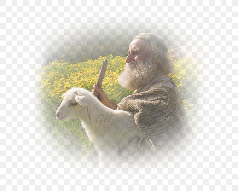 Parable Of The Lost Sheep Shepherd Parables Of Jesus Bible, PNG, 660x660px, Sheep, Bible, Bible Story, Ci Defaid, German Shepherd Download Free