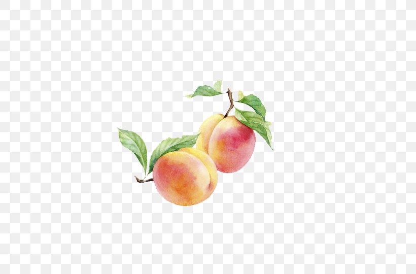 Peach Watercolor Painting Auglis, PNG, 550x540px, Peach, Apple, Art, Auglis, Drawing Board Download Free