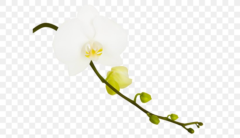 Photography Orchids, PNG, 595x472px, Photography, Blossom, Branch, Cut Flowers, Flower Download Free