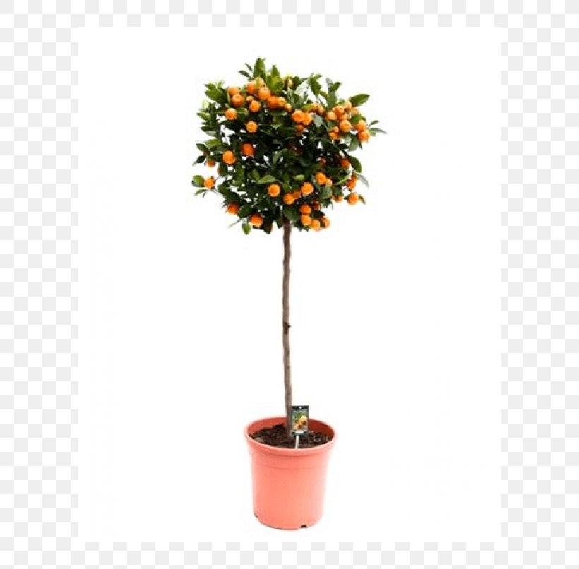 Calamondin Kwekerij Jongerling Mandarin Orange Fortunella Margarita X Citrus Reticulata Evergreen, PNG, 598x806px, Calamondin, Chinese Money Plant, Citrus, Citrus Fruit, Evergreen Download Free