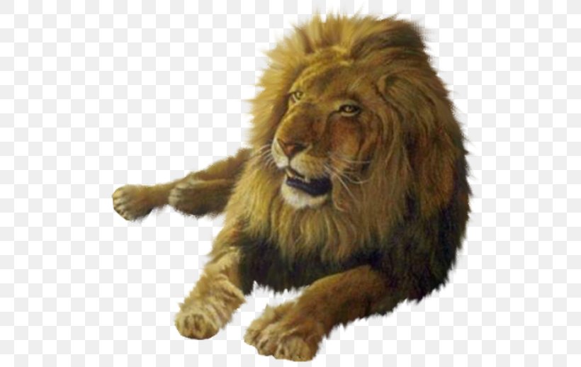 Lion Desktop Wallpaper Australia, PNG, 572x518px, Lion, Animal, Animation, Australia, Big Cats Download Free