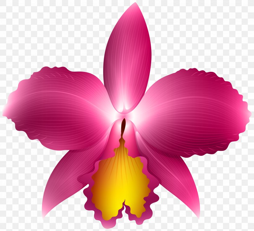 Orchid Clip Art, PNG, 6000x5460px, Orchids, Art, Blog, Cattleya, Cattleya Orchids Download Free