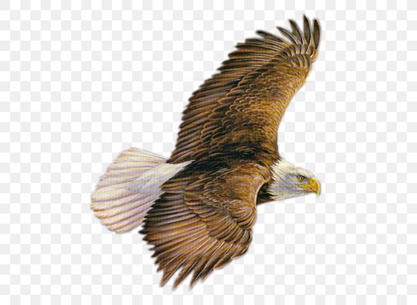 Bald Eagle GIF Image, PNG, 600x600px, Bald Eagle, Accipitriformes, Beak,  Bird, Bird Of Prey Download Free