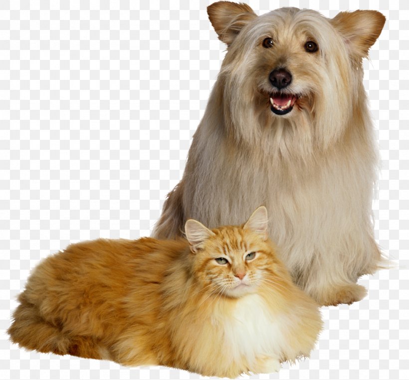 Dog Gums Pet Aerosol Spray Dental Calculus, PNG, 1077x1000px, Dog, Aerosol Spray, Bad Breath, Carnivoran, Cat Download Free