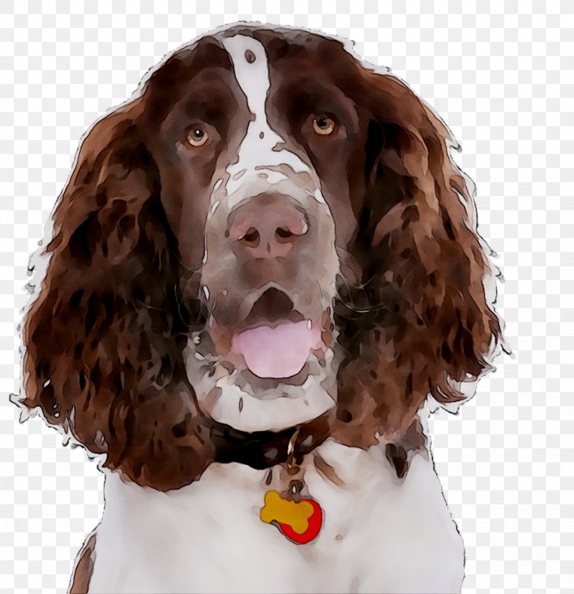 English Springer Spaniel Field Spaniel Welsh Springer Spaniel Boykin Spaniel Sussex Spaniel, PNG, 1007x1042px, English Springer Spaniel, Boykin Spaniel, Breed, Canidae, Carnivore Download Free