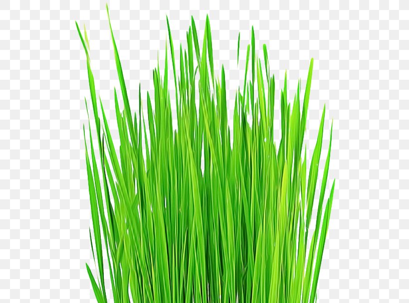 Grass Green Wheatgrass Plant Grass Family, PNG, 546x608px, Grass, Chives, Chrysopogon Zizanioides, Flowering Plant, Fodder Download Free