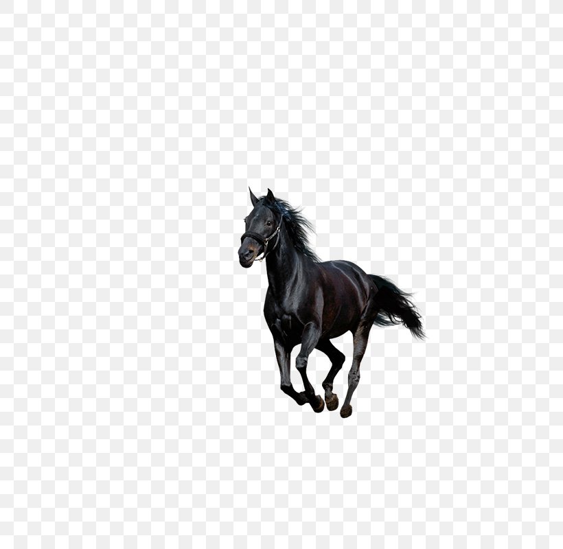 American Paint Horse Howrse Black, PNG, 800x800px, American Paint Horse, Animal, Animation, Black, Black And White Download Free