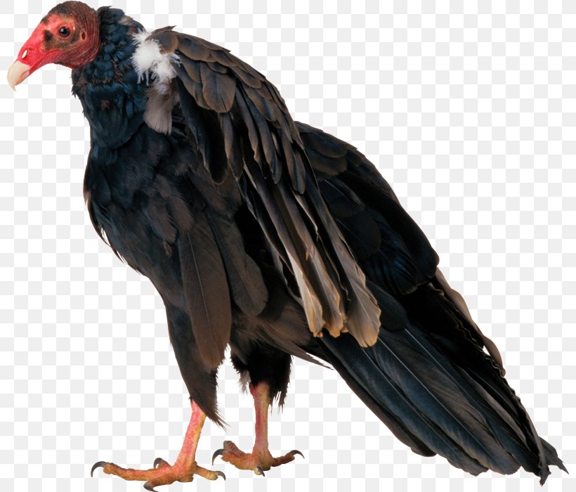 Egyptian Vulture Bird Eagle Turkey Vulture, PNG, 800x700px, Vulture, Animal, Beak, Bird, Bird Of Prey Download Free