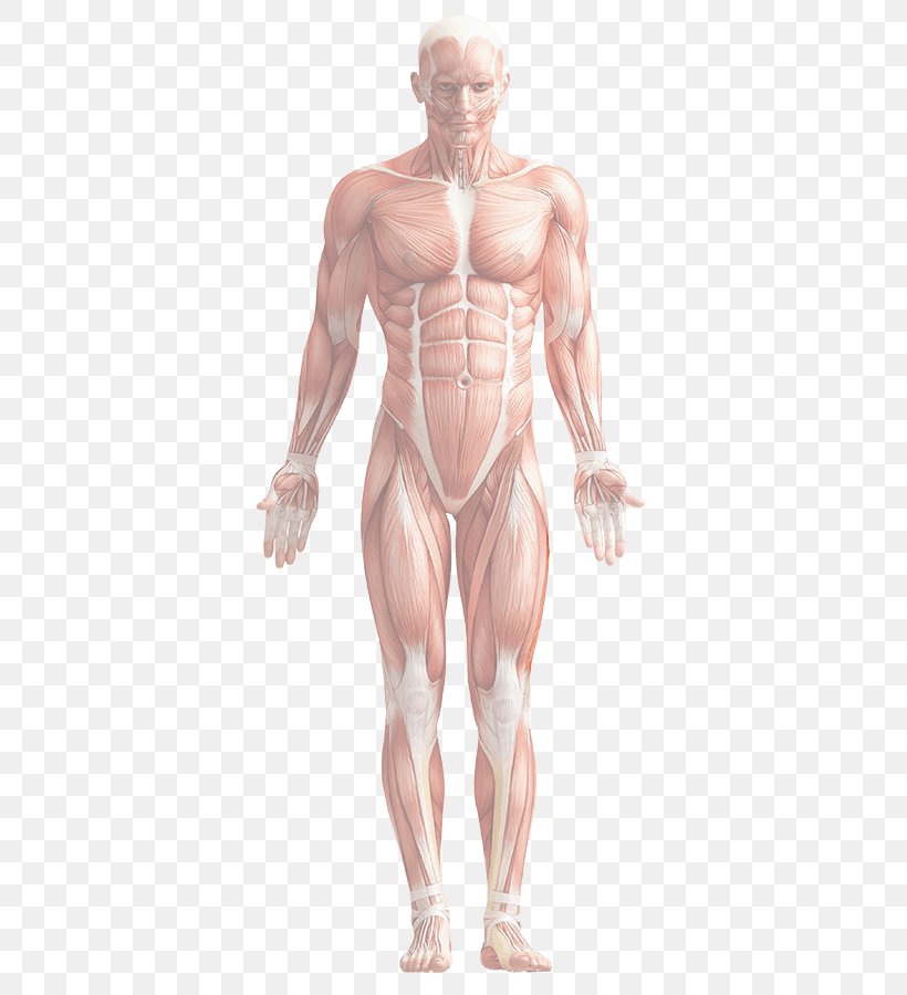 Human Body Human Anatomy Rectus Femoris Muscle, PNG, 397x900px, Watercolor, Cartoon, Flower, Frame, Heart Download Free