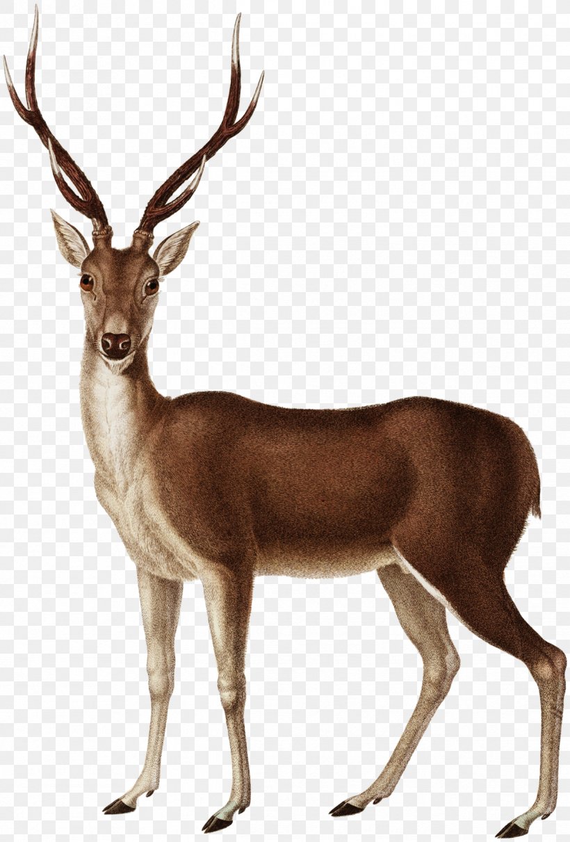 Reindeer Paper Greeting & Note Cards Elk, PNG, 1218x1800px, Deer, Antelope, Antler, Birthday, Elk Download Free