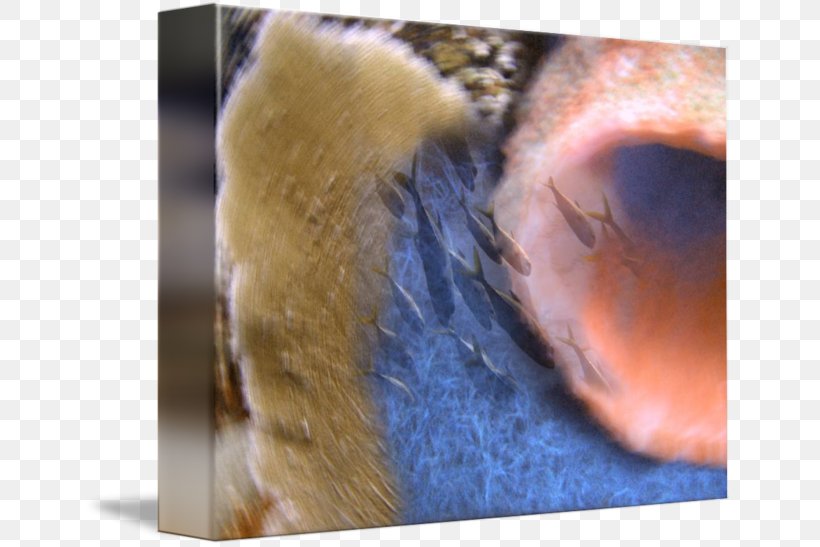 Snout Fur Whiskers Close-up, PNG, 650x547px, Snout, Close Up, Closeup, Ear, Eye Download Free