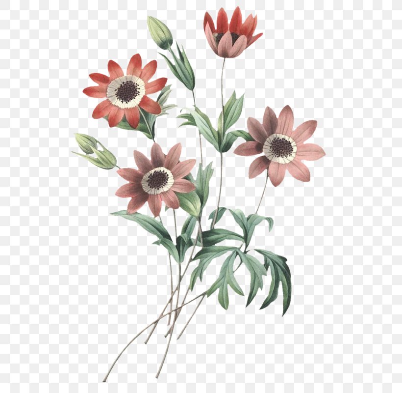 Choix Des Plus Belles Fleurs Art Illustration Watercolor Painting, PNG, 571x800px, Choix Des Plus Belles Fleurs, African Daisy, Anemone, Art, Book Download Free