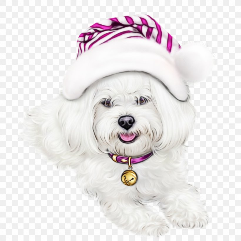 Dog Maltese Bichon Coton De Tulear Havanese, PNG, 1024x1024px, Watercolor, Bichon, Coton De Tulear, Dog, Havanese Download Free