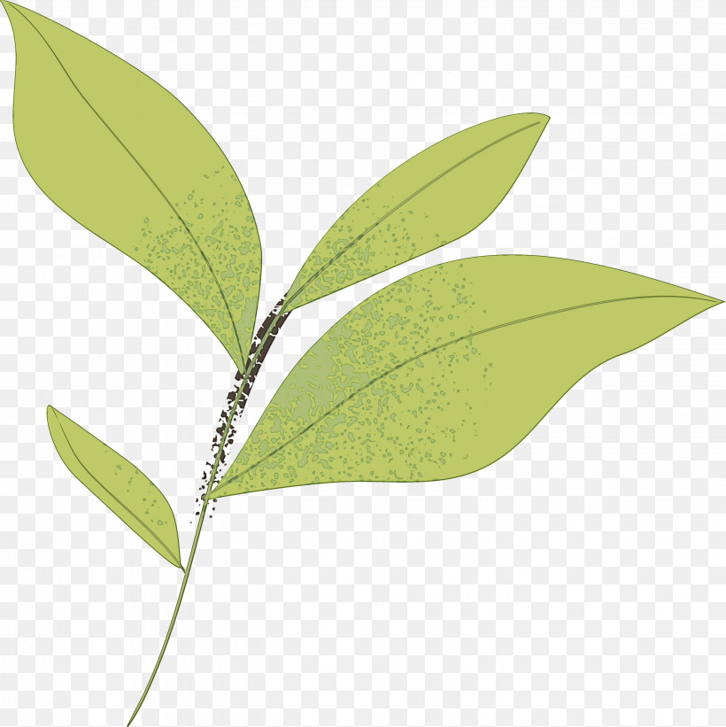 Leaf Plant Stem Plants Science Plant Structure, PNG, 2854x2859px, Watercolor, Biology, Leaf, Paint, Plant Stem Download Free
