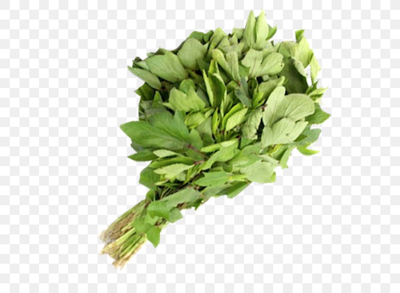 Spinach Spring Greens Rapini Herb Leaf Vegetable, PNG, 600x600px