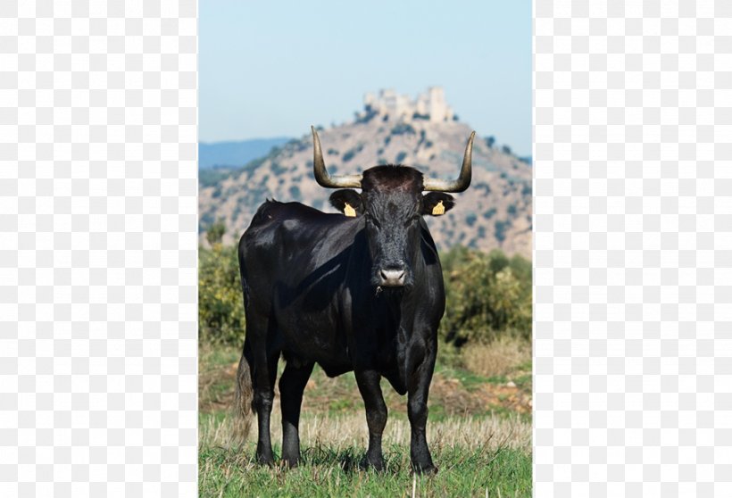 Dairy Cattle Negra Andaluza Avileña-Black Iberian Asturian Valley Cattle Andalusia, PNG, 1024x698px, Dairy Cattle, Agriculture, Andalusia, Animal, Animal Husbandry Download Free