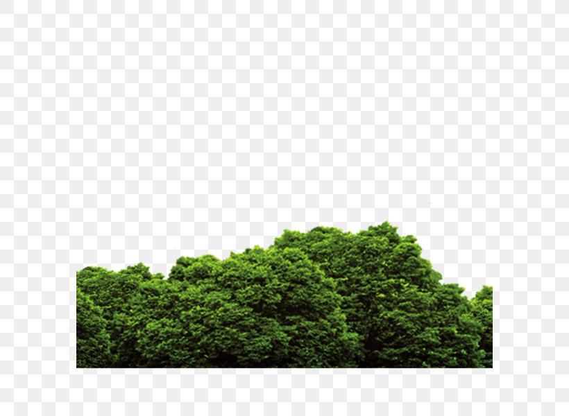 Clip Art Vector Graphics Forest Image, PNG, 600x600px, Forest, Drawing, Evergreen, Grass, Green Download Free