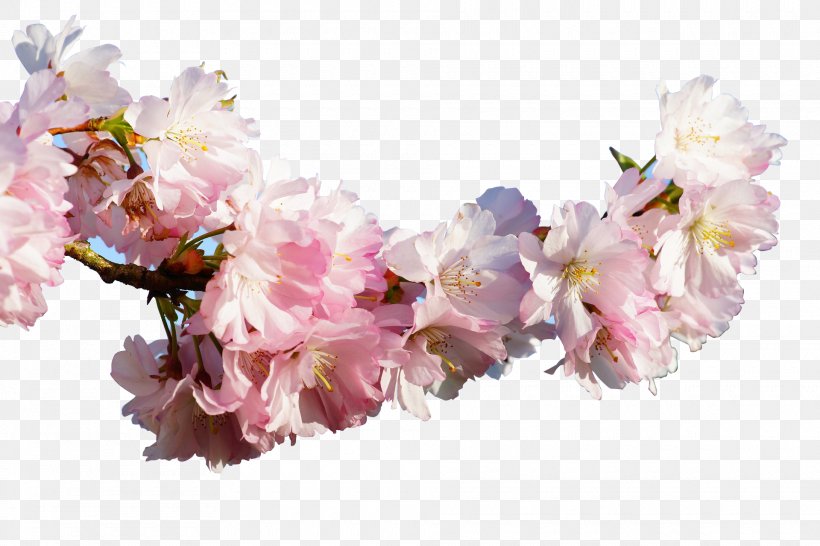 Prunus Serrulata Cherry Blossom Apricot, PNG, 1920x1280px, Prunus Serrulata, Apricot, Artificial Flower, Blossom, Branch Download Free