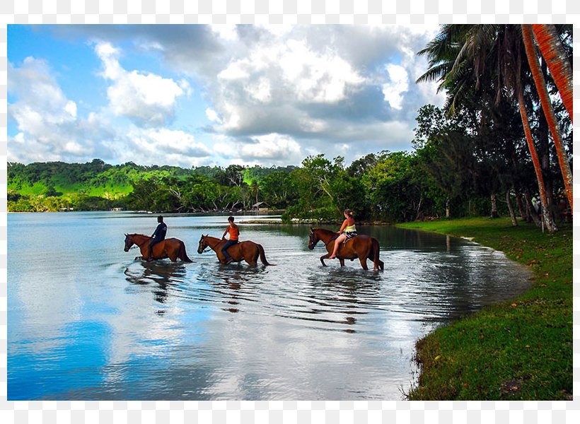 Horse Equestrian Centre Trail Riding Resort, PNG, 800x600px, Horse, Adventure, Beach, Equestrian, Equestrian Centre Download Free