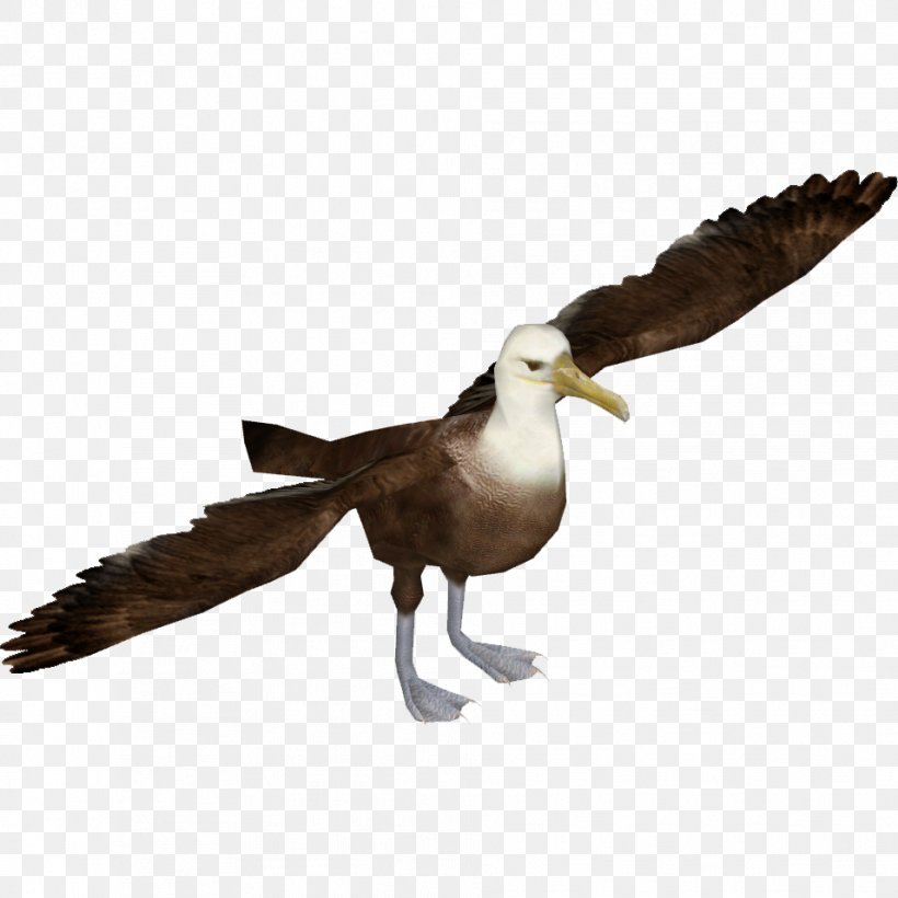 Seabird Waved Albatross Zoo Tycoon 2, PNG, 956x956px, Bird, Albatross, Beak, Eagle, Fauna Download Free
