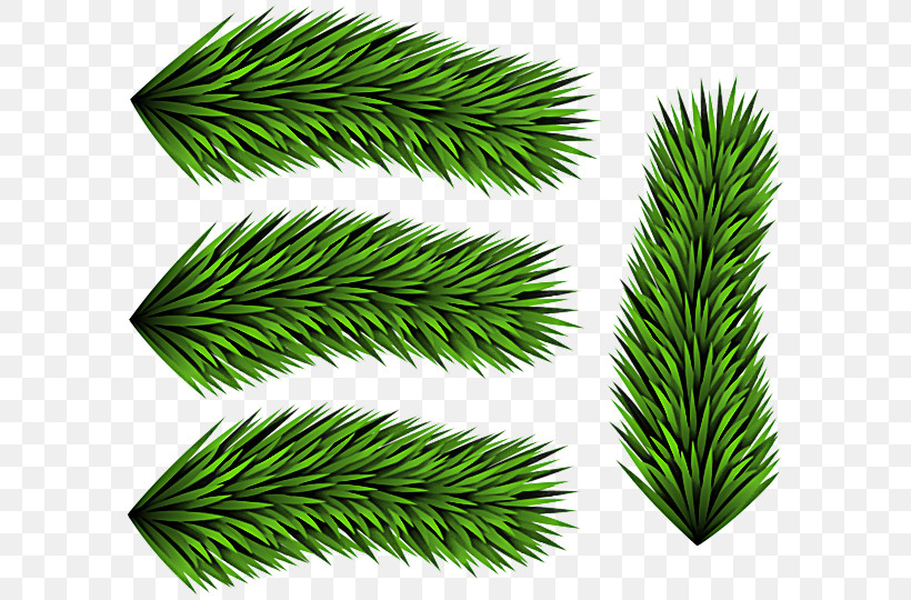 White Pine Green Leaf Tree Oregon Pine, PNG, 600x540px, White Pine, American Larch, Branch, Colorado Spruce, Conifer Download Free