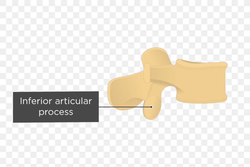 Articular Processes Lumbar Vertebrae Vertebral Column, PNG, 745x550px, Articular Processes, Anatomy, Axial Skeleton, Brand, Cervical Vertebrae Download Free