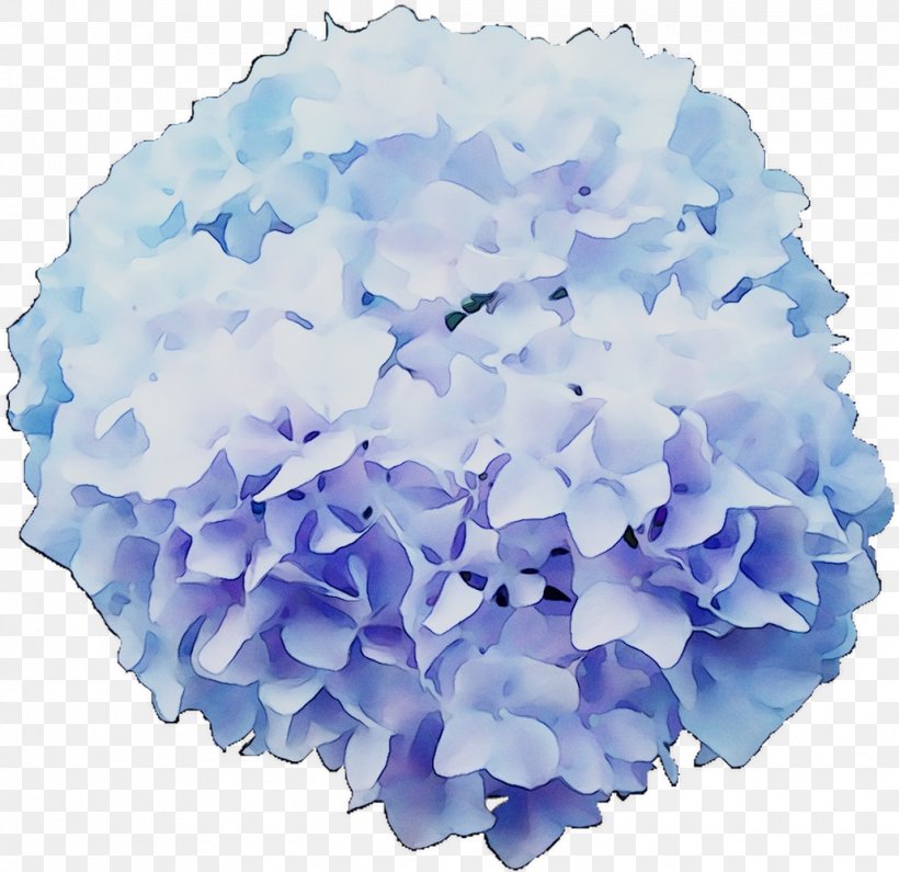 Hydrangea Cut Flowers, PNG, 1030x999px, Hydrangea, Blue, Cornales, Cut Flowers, Flower Download Free