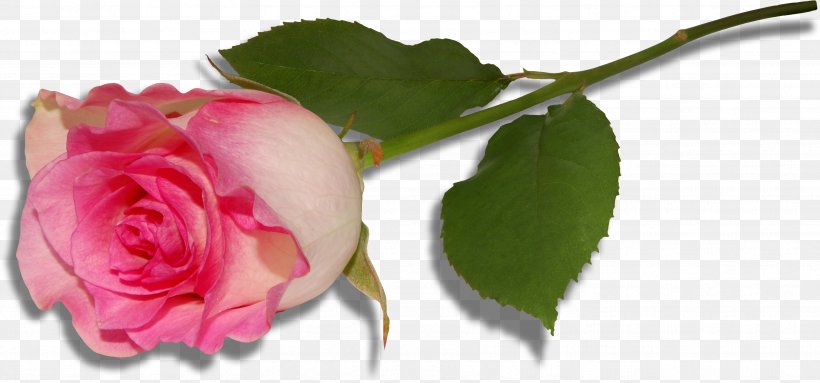 Rose Desktop Wallpaper Clip Art, PNG, 3434x1607px, Rose, Aspect Ratio, Bud, Cut Flowers, Floral Design Download Free
