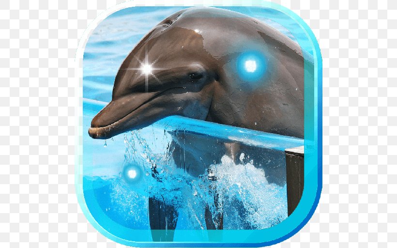 Common Bottlenose Dolphin Wholphin Short-beaked Common Dolphin Water Long-beaked Common Dolphin, PNG, 512x512px, Common Bottlenose Dolphin, Biology, Bottlenose Dolphin, Dolphin, Longbeaked Common Dolphin Download Free