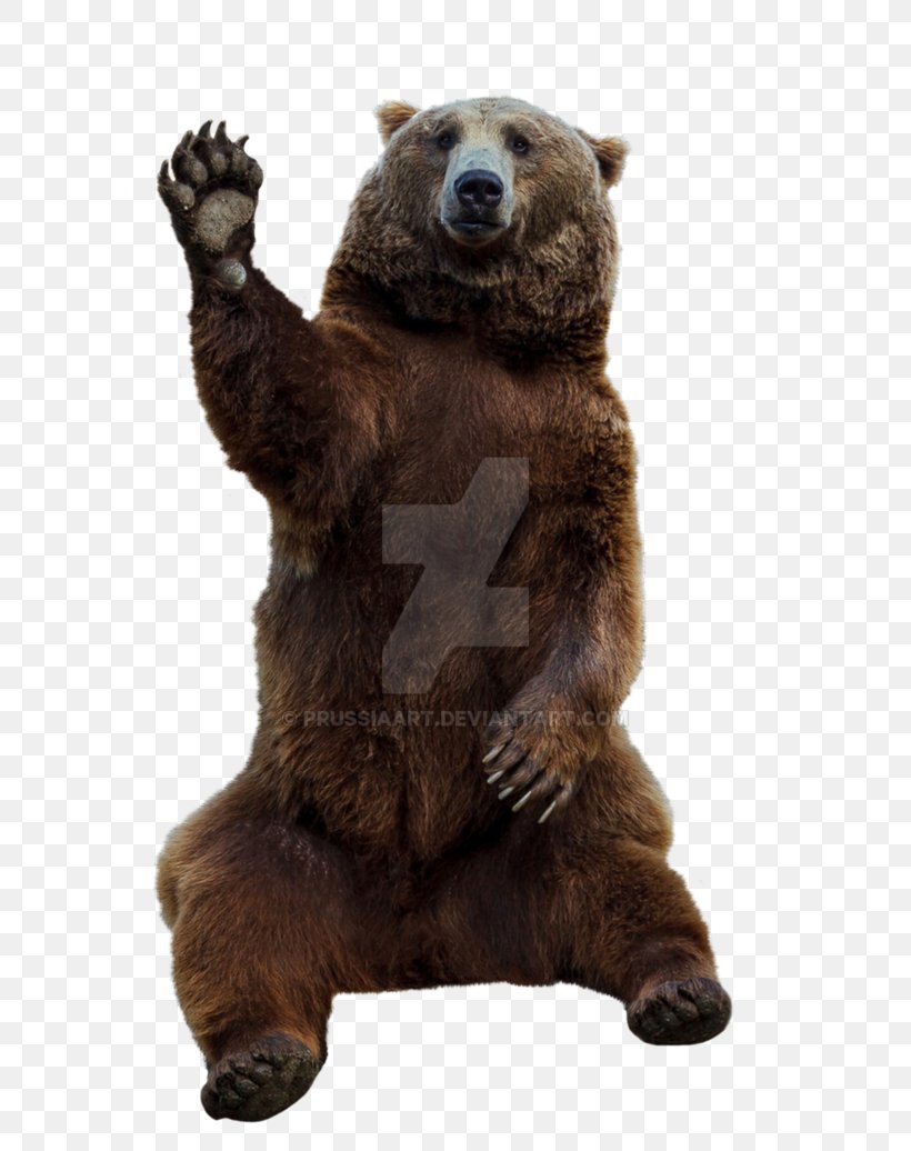 Grizzly Bear Brown Bear, Brown Bear, What Do You See? Eurasian Brown Bear, PNG, 772x1036px, Bear, Animal, Brown Bear, Carnivora, Carnivoran Download Free