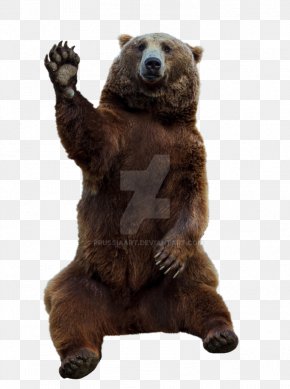 bear PNG transparent image download, size: 500x376px