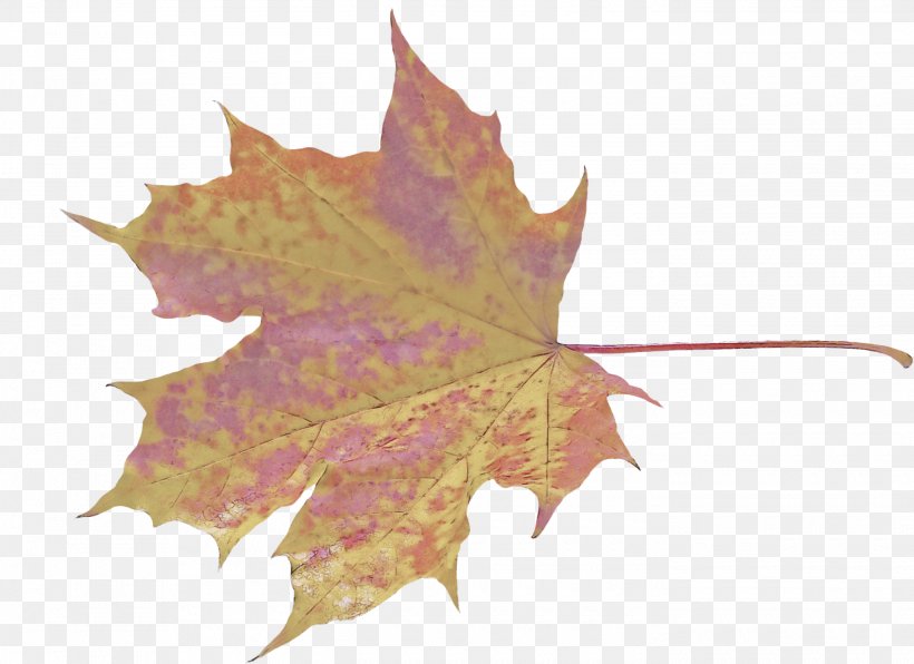 Maple Leaf, PNG, 2800x2037px, Leaf, Black Maple, Deciduous, Maple Leaf, Plane Download Free