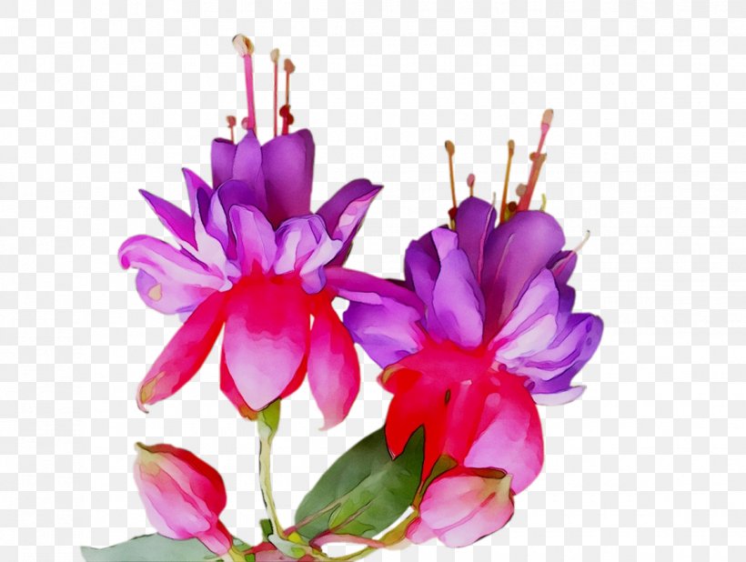 Floral Design Cut Flowers Pink M, PNG, 1135x856px, Floral Design, Cut Flowers, Family M Invest Doo, Flower, Flowering Plant Download Free