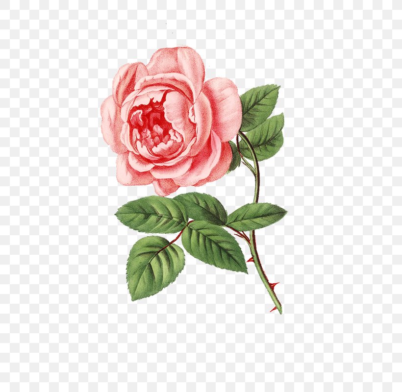 Garden Roses Perfume Cabbage Rose Spring, PNG, 518x800px, Garden Roses, Art, Botanical Illustration, Cabbage Rose, Camellia Download Free