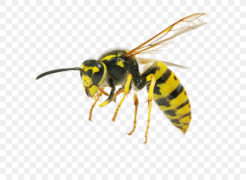 Hornet Bee Insect Wasp Pest Control, PNG, 700x600px, Hornet, Arthropod, Bee, Honey Bee, Hymenopterans Download Free