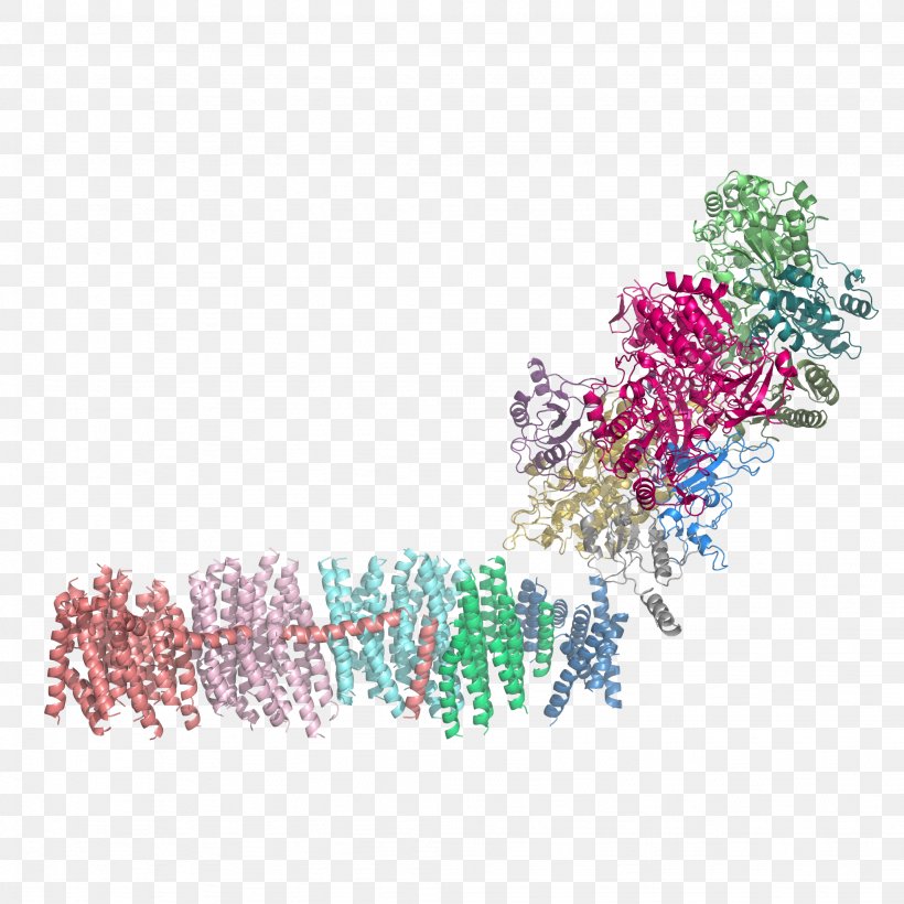 NADH:ubiquinone Oxidoreductase Nicotinamide Adenine Dinucleotide NADH Dehydrogenase NDUFV1, PNG, 2048x2048px, Nadhubiquinone Oxidoreductase, Art, Body Jewelry, Coenzyme Q10, Cytochrome C Download Free