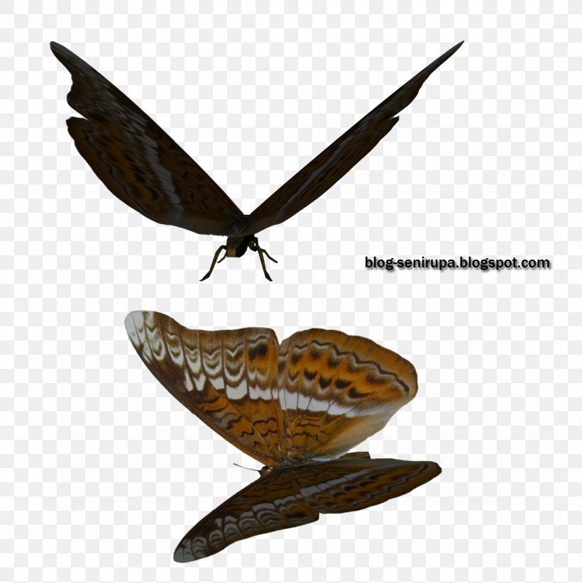 Butterfly Moth Stock Photography, PNG, 1183x1186px, Butterfly, Art, Image Resolution, Information, Insect Download Free