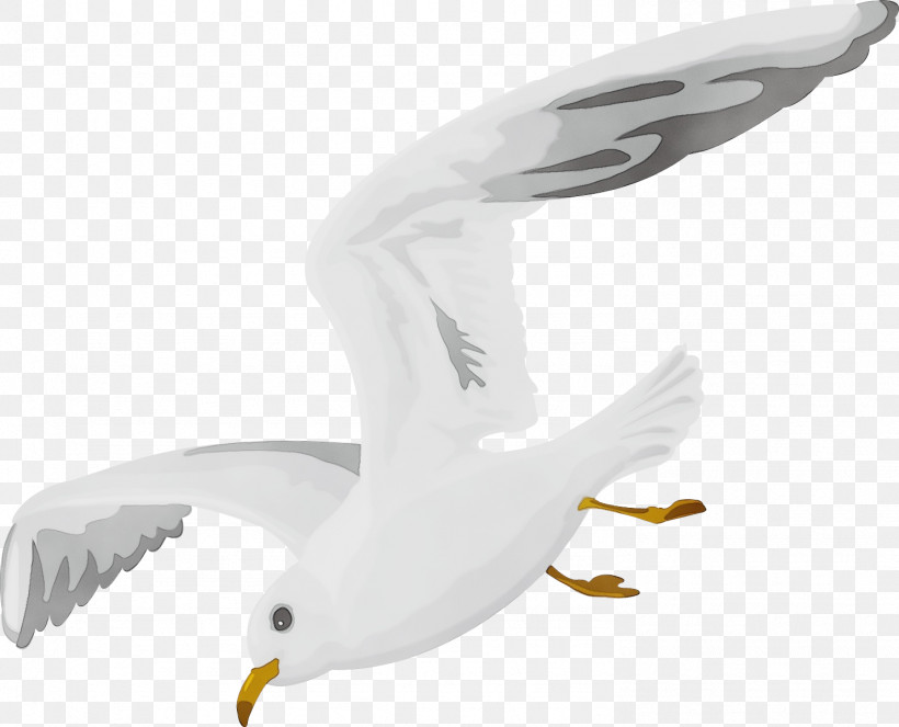 Feather, PNG, 1484x1200px, Watercolor, American Herring Gull, Beak, Biology, Birds Download Free