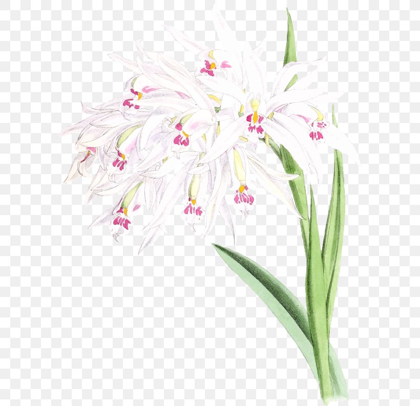 Floral Design Cut Flowers Hyacinth Clip Art, PNG, 596x793px, Floral Design, Cut Flowers, Flora, Floristry, Flower Download Free